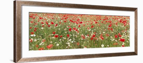 Common Poppies and Scentless Mayweed in Meadow-null-Framed Photographic Print