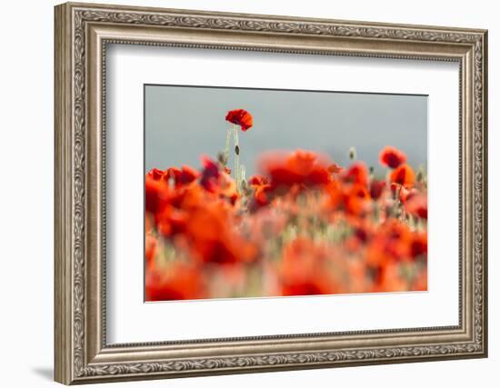 Common poppies backlit, Crantock, Newquay, Cornwall, UK-Ross Hoddinott-Framed Photographic Print