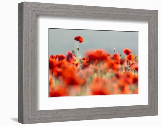 Common poppies backlit, Crantock, Newquay, Cornwall, UK-Ross Hoddinott-Framed Photographic Print