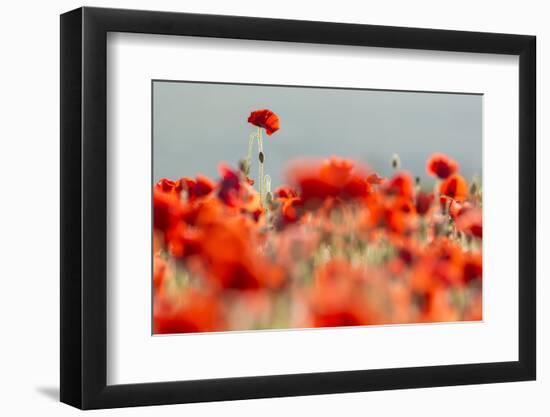 Common poppies backlit, Crantock, Newquay, Cornwall, UK-Ross Hoddinott-Framed Photographic Print