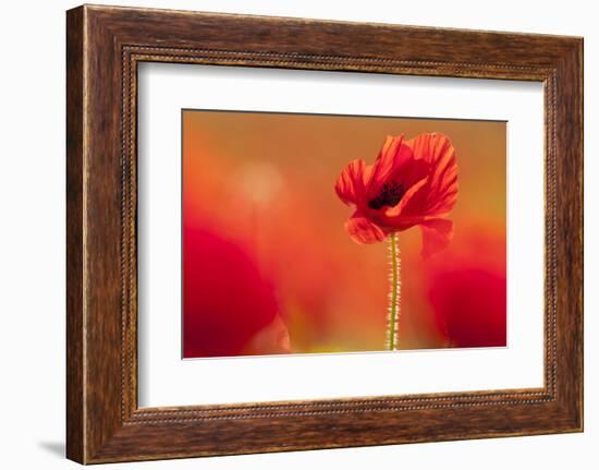 Common poppies backlit in evening sun, Cornwall, UK-Ross Hoddinott-Framed Photographic Print