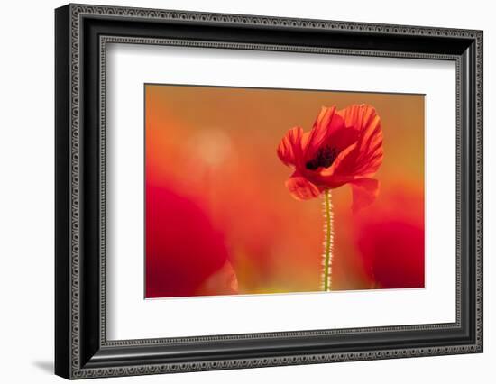 Common poppies backlit in evening sun, Cornwall, UK-Ross Hoddinott-Framed Photographic Print