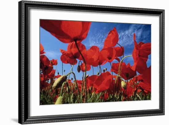 Common Poppies Close Up of Cluster in Field-null-Framed Photographic Print