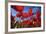 Common Poppies Close Up of Cluster in Field-null-Framed Photographic Print