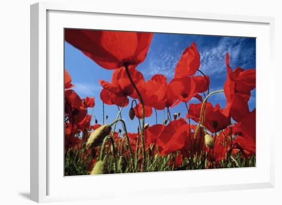 Common Poppies Close Up of Cluster in Field-null-Framed Photographic Print