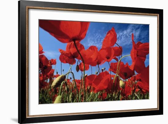 Common Poppies Close Up of Cluster in Field-null-Framed Photographic Print