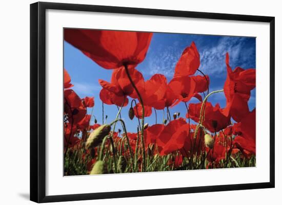 Common Poppies Close Up of Cluster in Field-null-Framed Photographic Print