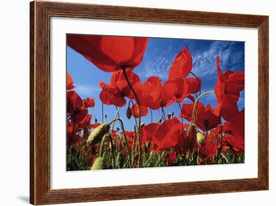 Common Poppies Close Up of Cluster in Field-null-Framed Photographic Print