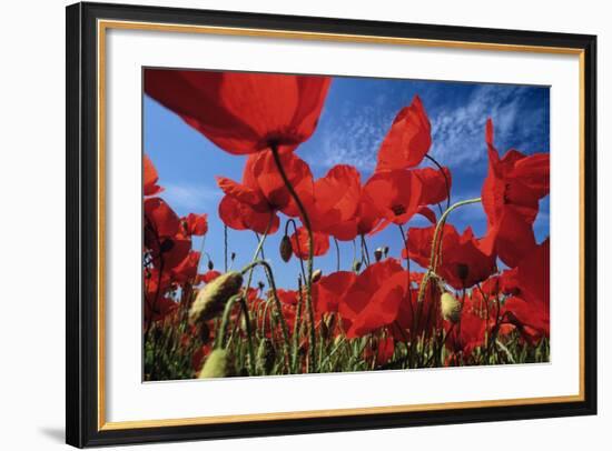 Common Poppies Close Up of Cluster in Field-null-Framed Photographic Print