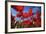 Common Poppies Close Up of Cluster in Field-null-Framed Photographic Print