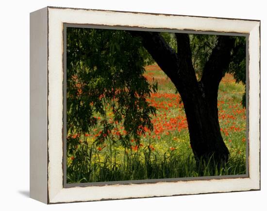 Common Poppies Flowering, Huesca Province, Aragon Region, Spain-Inaki Relanzon-Framed Premier Image Canvas
