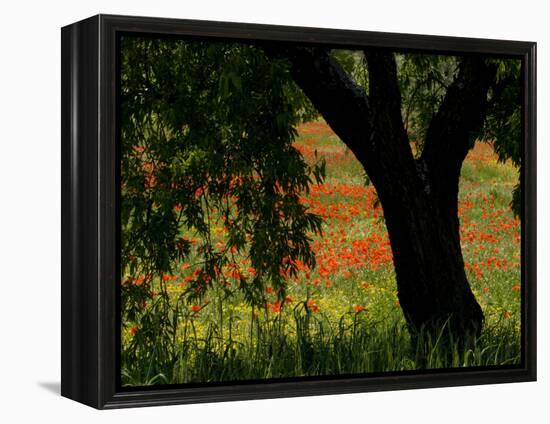 Common Poppies Flowering, Huesca Province, Aragon Region, Spain-Inaki Relanzon-Framed Premier Image Canvas