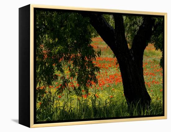 Common Poppies Flowering, Huesca Province, Aragon Region, Spain-Inaki Relanzon-Framed Premier Image Canvas