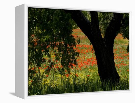 Common Poppies Flowering, Huesca Province, Aragon Region, Spain-Inaki Relanzon-Framed Premier Image Canvas