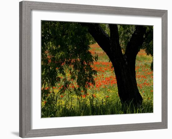 Common Poppies Flowering, Huesca Province, Aragon Region, Spain-Inaki Relanzon-Framed Photographic Print