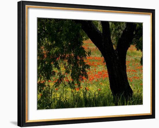 Common Poppies Flowering, Huesca Province, Aragon Region, Spain-Inaki Relanzon-Framed Photographic Print