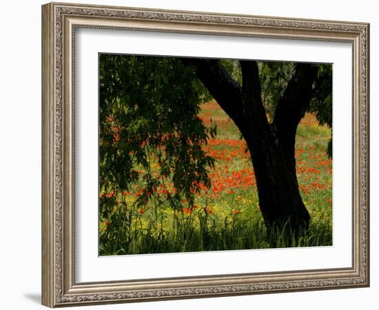 Common Poppies Flowering, Huesca Province, Aragon Region, Spain-Inaki Relanzon-Framed Photographic Print