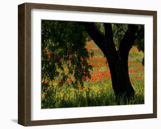 Common Poppies Flowering, Huesca Province, Aragon Region, Spain-Inaki Relanzon-Framed Photographic Print