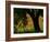 Common Poppies Flowering, Huesca Province, Aragon Region, Spain-Inaki Relanzon-Framed Photographic Print