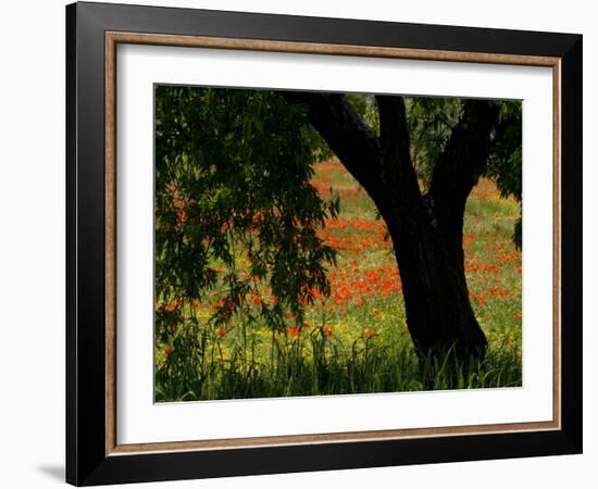 Common Poppies Flowering, Huesca Province, Aragon Region, Spain-Inaki Relanzon-Framed Photographic Print
