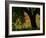 Common Poppies Flowering, Huesca Province, Aragon Region, Spain-Inaki Relanzon-Framed Photographic Print