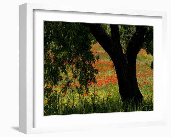 Common Poppies Flowering, Huesca Province, Aragon Region, Spain-Inaki Relanzon-Framed Photographic Print