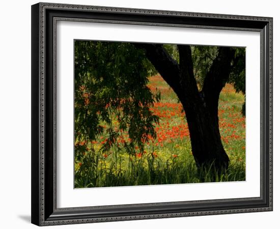 Common Poppies Flowering, Huesca Province, Aragon Region, Spain-Inaki Relanzon-Framed Photographic Print