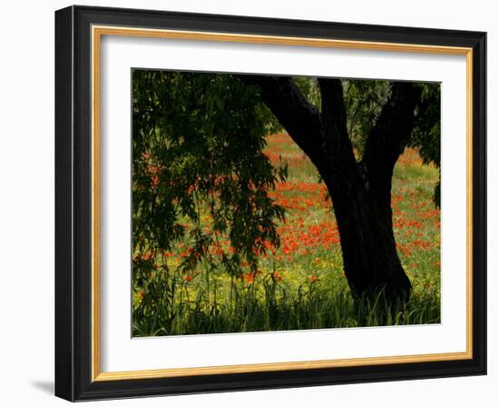 Common Poppies Flowering, Huesca Province, Aragon Region, Spain-Inaki Relanzon-Framed Photographic Print