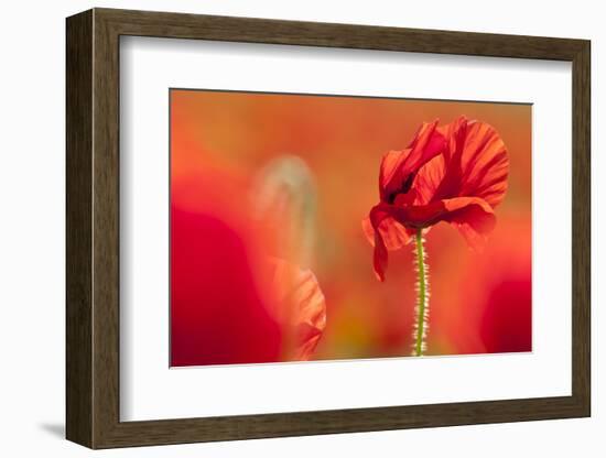 Common poppies, in evening sun, Newquay, Cornwall, UK-Ross Hoddinott-Framed Photographic Print