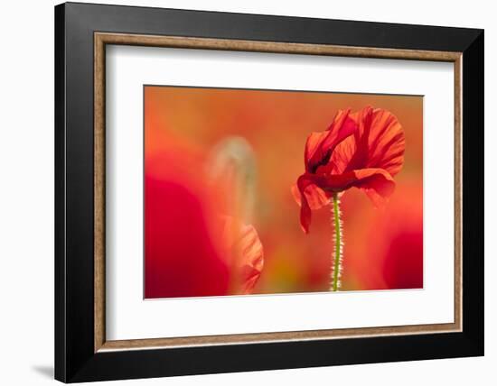 Common poppies, in evening sun, Newquay, Cornwall, UK-Ross Hoddinott-Framed Photographic Print