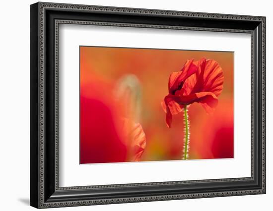 Common poppies, in evening sun, Newquay, Cornwall, UK-Ross Hoddinott-Framed Photographic Print