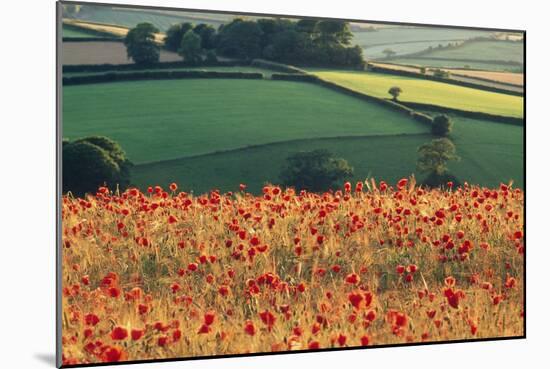 Common Poppies in Farming Landscape-Anthony Harrison-Mounted Photographic Print