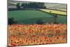 Common Poppies in Farming Landscape-Anthony Harrison-Mounted Photographic Print