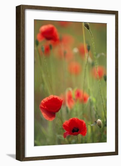 Common Poppies in Field-null-Framed Photographic Print