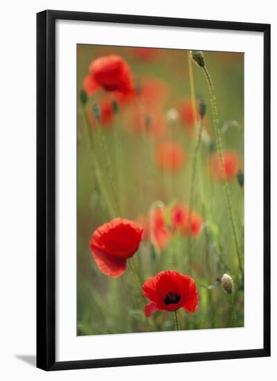 Common Poppies in Field-null-Framed Photographic Print