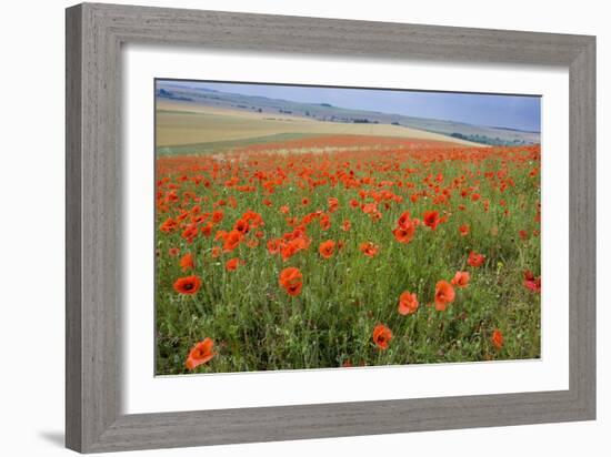 Common Poppies on the Berkshire Downs-null-Framed Photographic Print