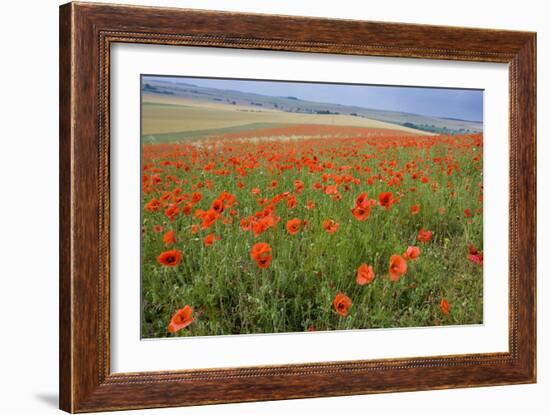 Common Poppies on the Berkshire Downs-null-Framed Photographic Print