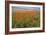 Common Poppies on the Berkshire Downs-null-Framed Photographic Print