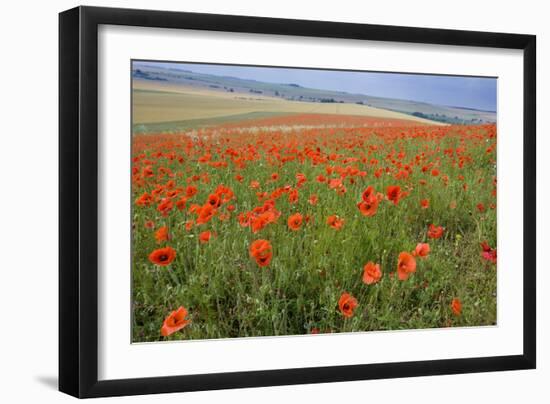 Common Poppies on the Berkshire Downs-null-Framed Photographic Print