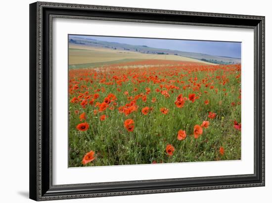 Common Poppies on the Berkshire Downs-null-Framed Photographic Print