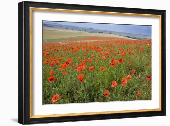 Common Poppies on the Berkshire Downs-null-Framed Photographic Print