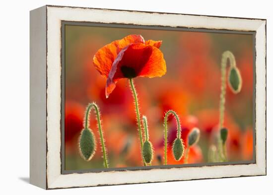 Common Poppies (Papaver Rhoeas) Backlit In Evening Light, Polly - Porth Joke, Pentire-Ross Hoddinott-Framed Premier Image Canvas