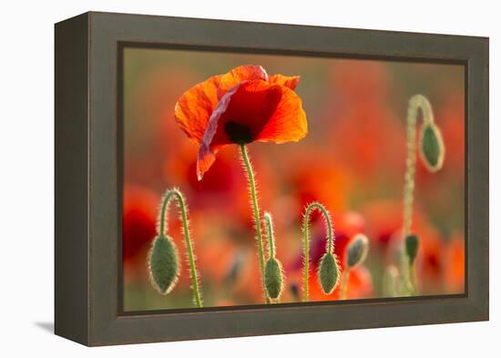 Common Poppies (Papaver Rhoeas) Backlit In Evening Light, Polly - Porth Joke, Pentire-Ross Hoddinott-Framed Premier Image Canvas