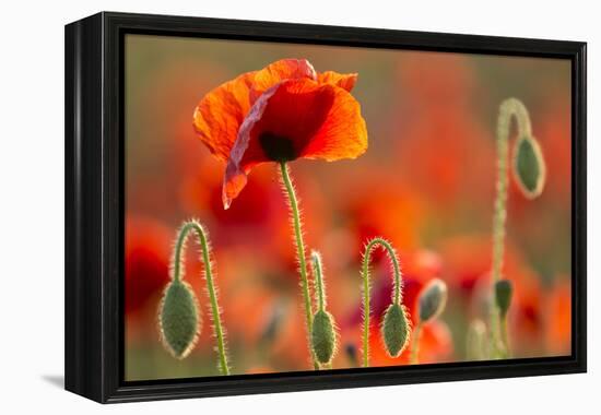 Common Poppies (Papaver Rhoeas) Backlit In Evening Light, Polly - Porth Joke, Pentire-Ross Hoddinott-Framed Premier Image Canvas