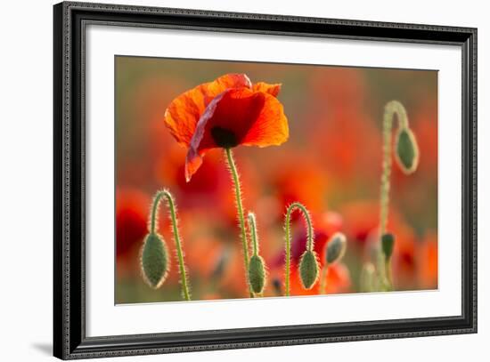 Common Poppies (Papaver Rhoeas) Backlit In Evening Light, Polly - Porth Joke, Pentire-Ross Hoddinott-Framed Photographic Print