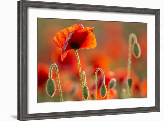 Common Poppies (Papaver Rhoeas) Backlit In Evening Light, Polly - Porth Joke, Pentire-Ross Hoddinott-Framed Photographic Print