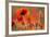 Common Poppies (Papaver Rhoeas) Backlit In Evening Light, Polly - Porth Joke, Pentire-Ross Hoddinott-Framed Photographic Print