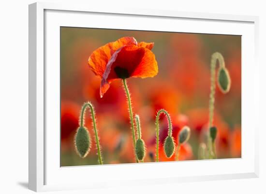 Common Poppies (Papaver Rhoeas) Backlit In Evening Light, Polly - Porth Joke, Pentire-Ross Hoddinott-Framed Photographic Print