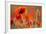 Common Poppies (Papaver Rhoeas) Backlit In Evening Light, Polly - Porth Joke, Pentire-Ross Hoddinott-Framed Photographic Print