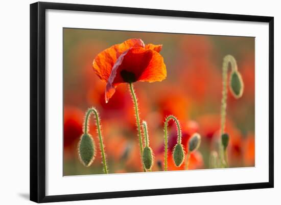 Common Poppies (Papaver Rhoeas) Backlit In Evening Light, Polly - Porth Joke, Pentire-Ross Hoddinott-Framed Photographic Print